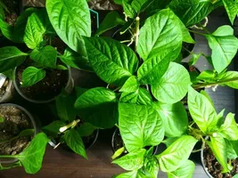 تصویر 4 از نشا فلفل دلمه‌ ای هیبرید با باردهی بالا